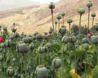 Afghanistan opium poppy field e1645355324612