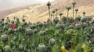 In Afghanistan drug trafficking and terrorism are increasing among regional concerns