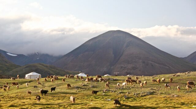 Mongolia pasture